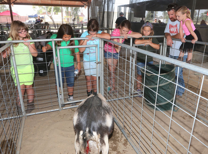 Youth activities at Kings Fair